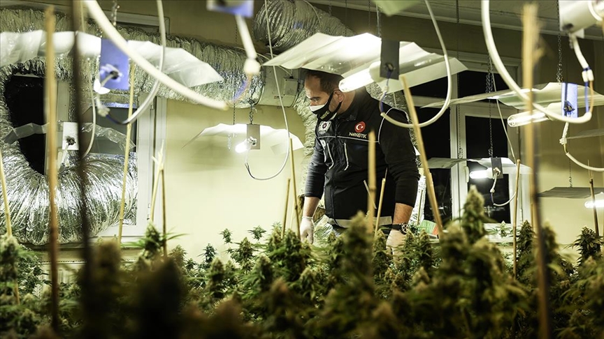 Avcılar'da uyuşturucu operasyonunda seraya çevrilen evde 88 kök marihuana ele geçirildi