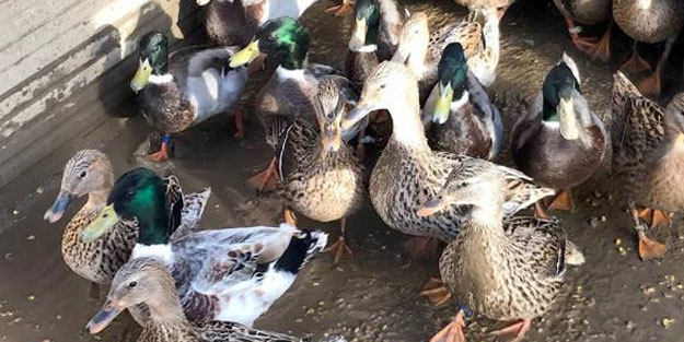 Avcıların 'mühre' olarak kullandığı ördeklere el kondu