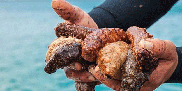 Avcılığı serbest bırakıldı! Halk isyan etti!