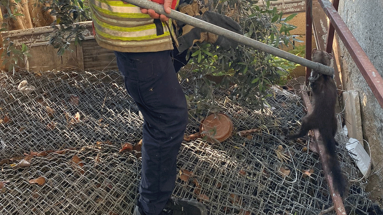 Avdan dönerken tellere takıldı! Bahçede mahsur kalan sansarı itfaiye kurtardı