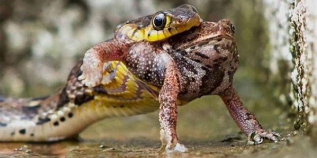 Avına sinsice yaklaştı ve...