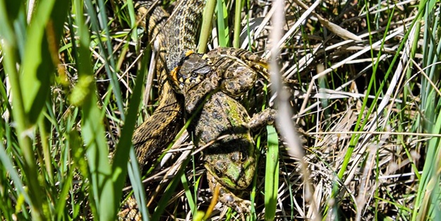 Avını mideye indirirken görüntülendi!