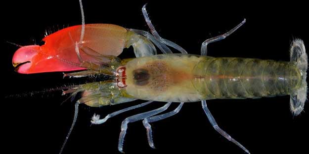 Yeni keşfedildi! Avını önce sesle felç ediyor...