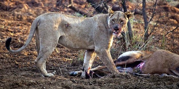 Avının hamile olduğunu anlayan Aslan...