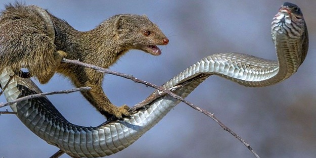 Avken avcı oldu - FOTO