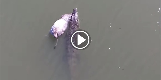 Avladığı koca inekle gezintiye çıkan timsah!