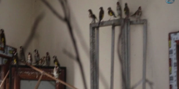 Videoyu paylaşınca yakayı ele verdi