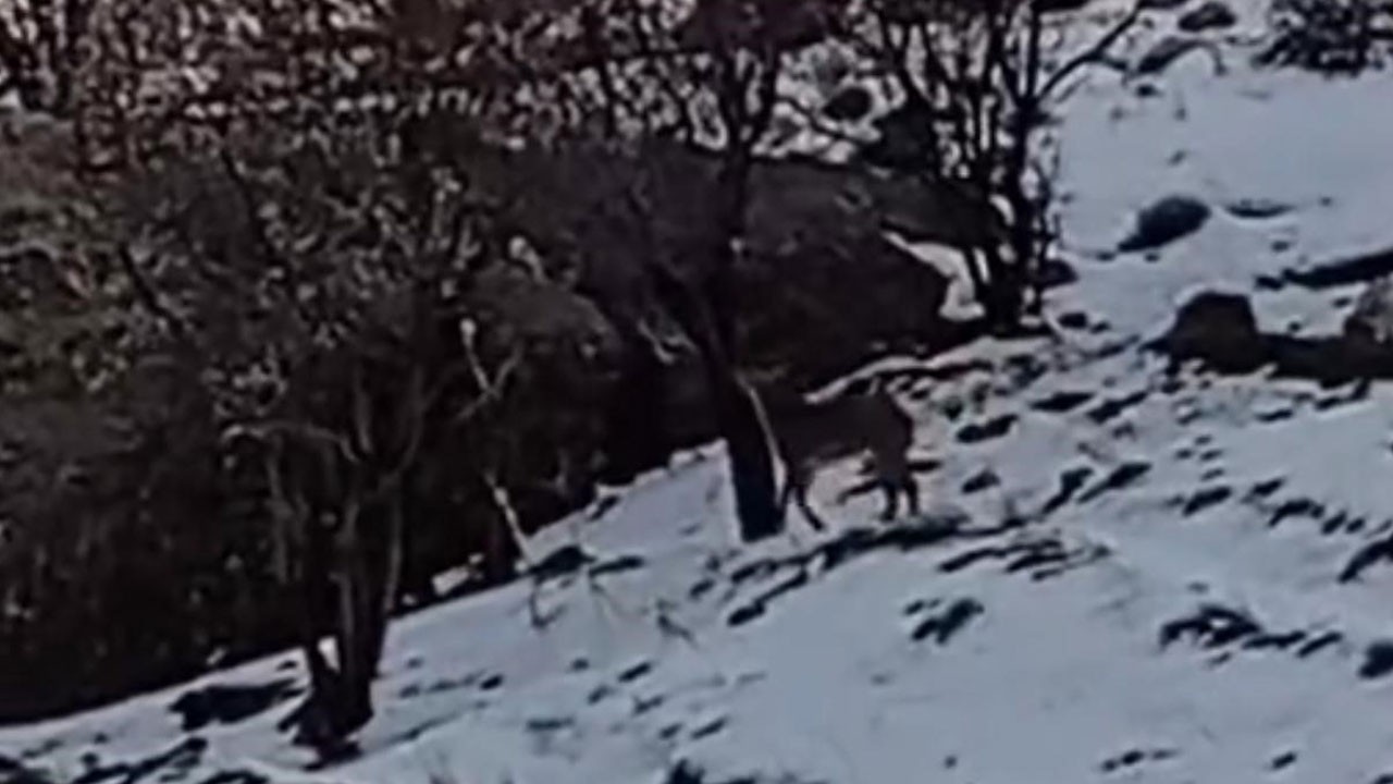 Avlama cezası 650 bin lira! O ilde sürü halinde görüldü