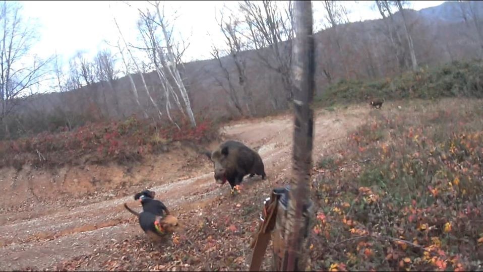 Avlamak istediği yaban domuzunun saldırısına uğrayan avcı ölümden döndü 