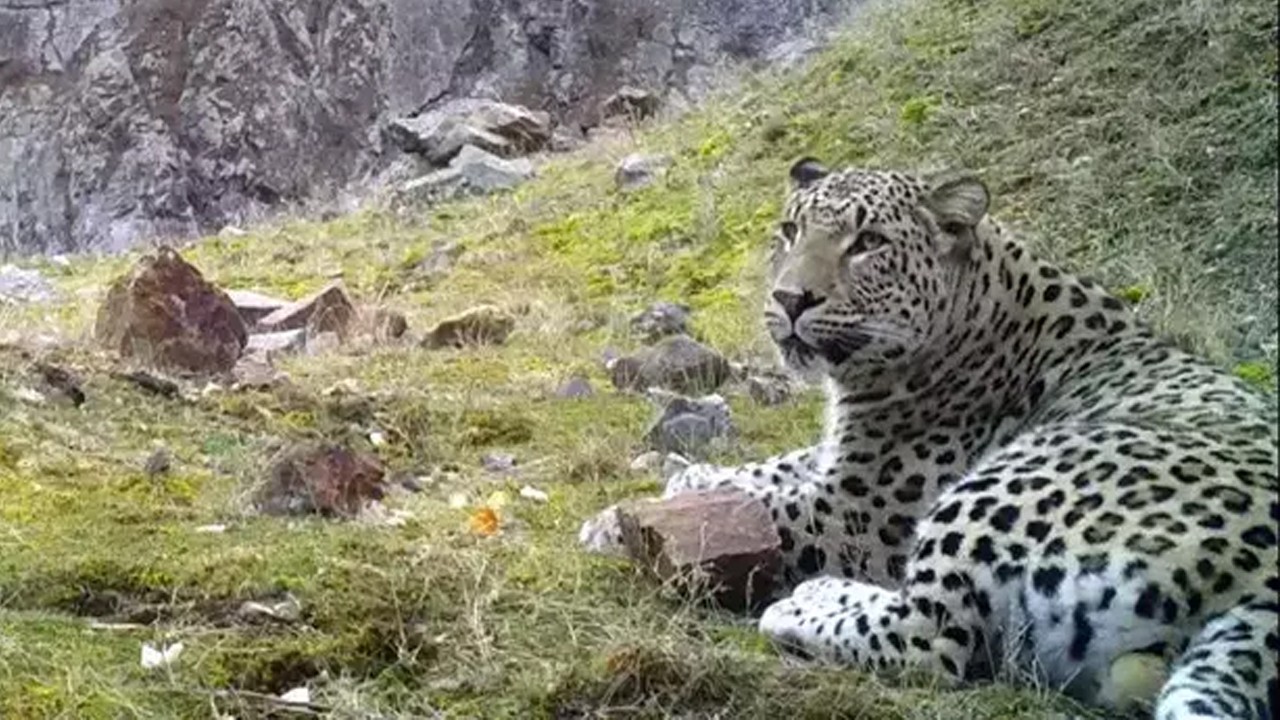 Avlamanın cezası 5 yıl hapis ve 45 milyon lira!