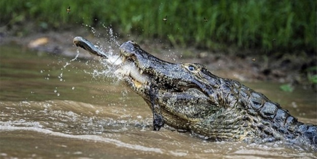 Avlanacaktı ama av oldu!