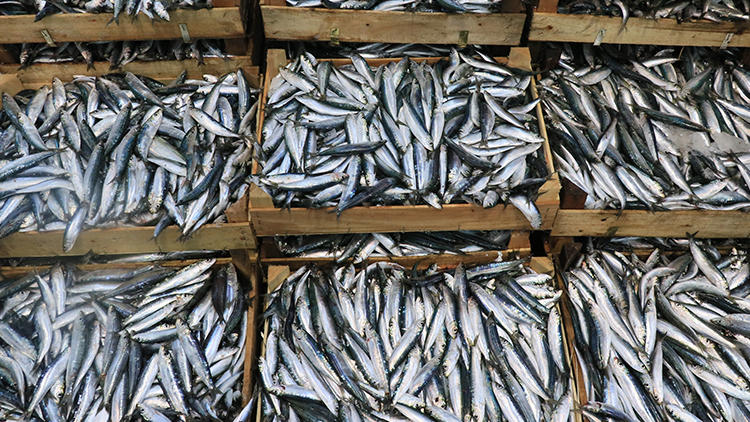 Avlanma yasağının kalkmasıyla tezgahlar doldu! İşte balık fiyatları...