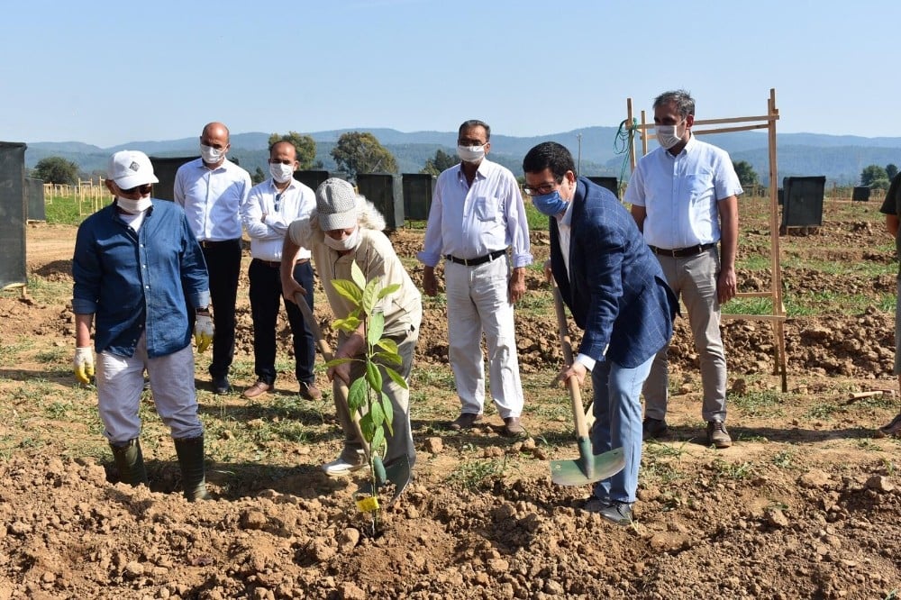 Avokado fidanları toprakla buluştu 
