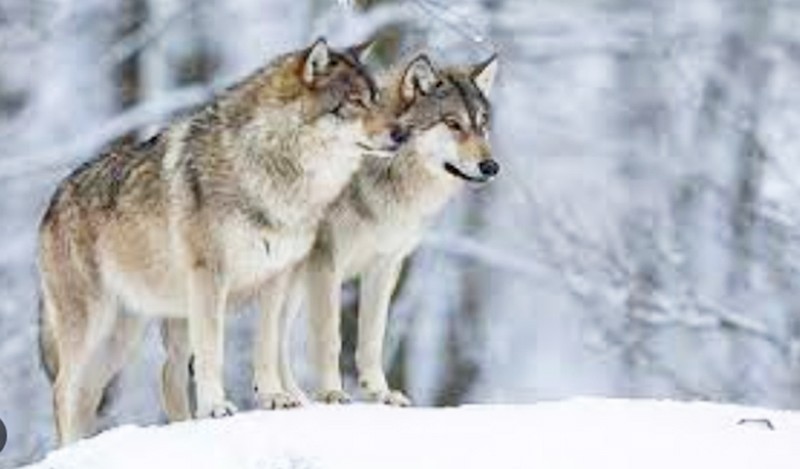 Avrupa Birliği, 'kurt'ları tehdit olarak görüyor