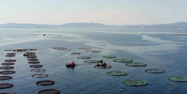 Avrupa Birliği ülkeleri arasında birinciyiz! Türkiye 106 ülkeye satıyor! 1,4 milyar dolar değerinde su ürünleri ihracatı