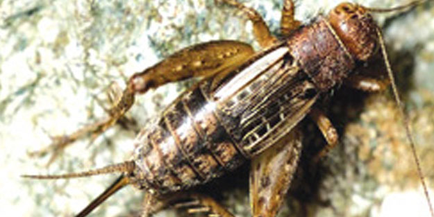 Avrupa cırcır böceği yiyecek