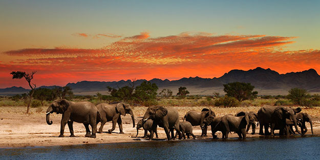 Avrupa devleti ve Afrika devleti arasında kriz! 20 bin fil göndeririz