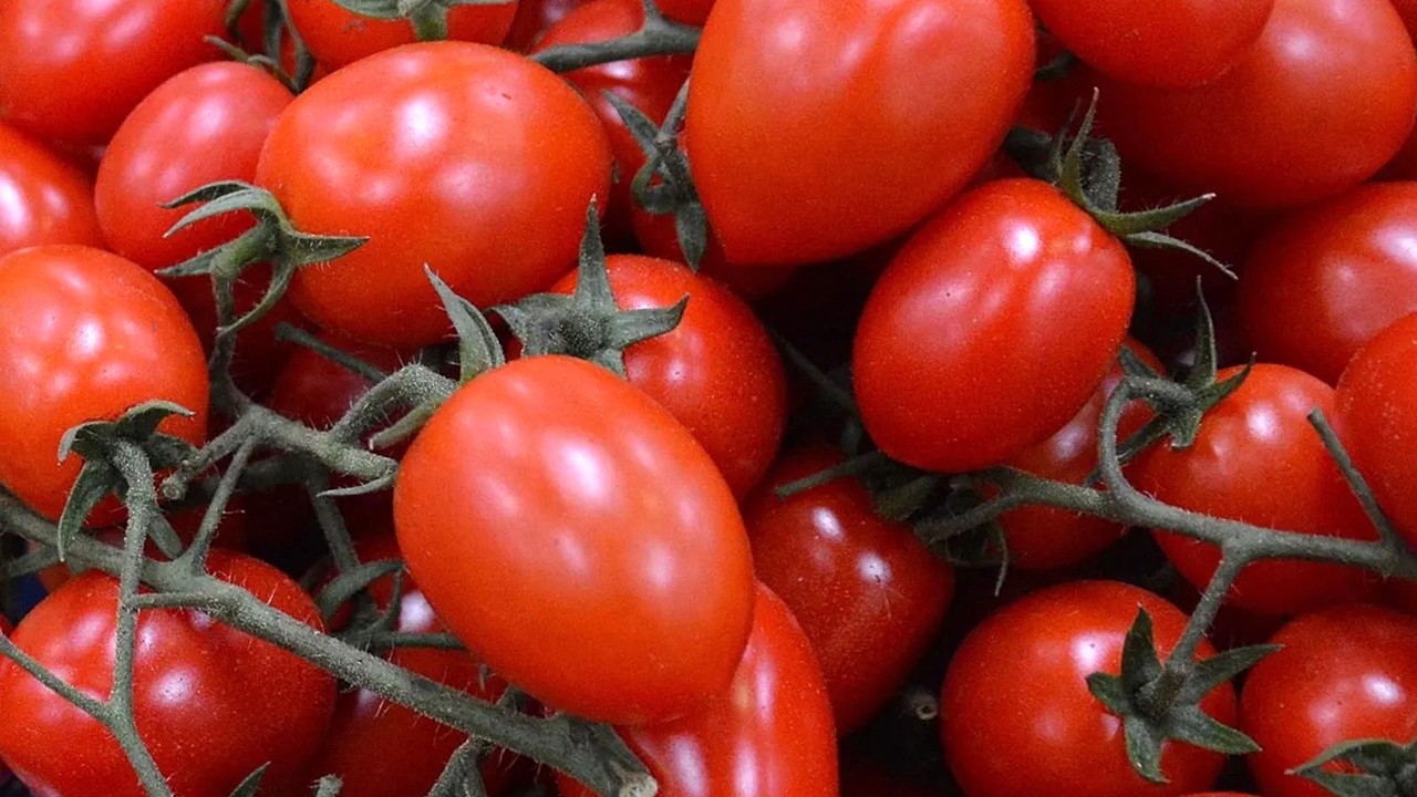 Avrupa genelinde Salmonella alarmı: Yıllardır süren salgının odağı Akdeniz’de