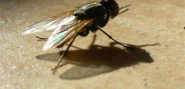 Avrupa Kıtası için ZİKA uyarısı