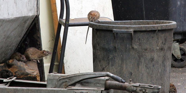 Avrupa 'orta çağa' geri döndü: Roma'da fare nüfusu insan nüfusunu geçti!
