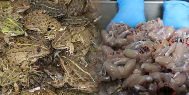 Avrupa ülkeleri sıraya girdi! Yılda 200 ton...