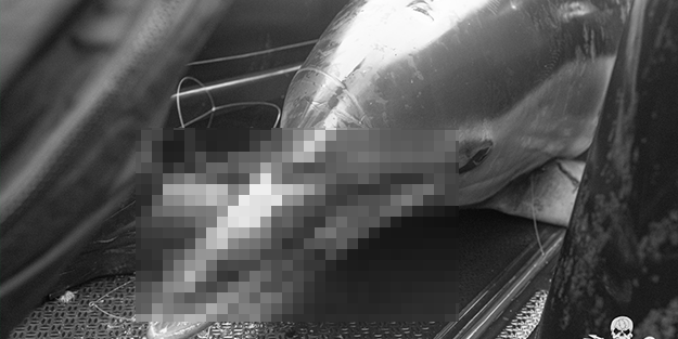 Avrupa ülkesi bunu konuşuyor: 23 yunus kıyıya vurdu