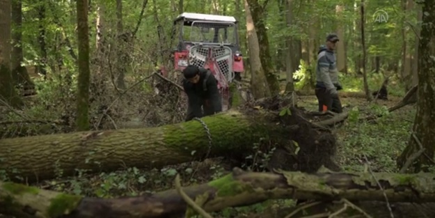 Avrupa ülkesi şokta! Odun altını 2'ye katladı
