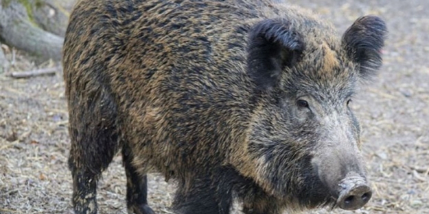 Avrupa ülkesinde Kur'an-ı Kerim'e alçak saldırı!