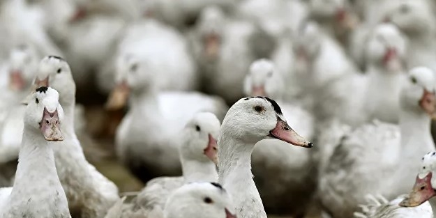 Avrupa ülkesinde kuş gribi alarmı! 62 bin hindi ve ördeğin öldürülmesine karar verildi