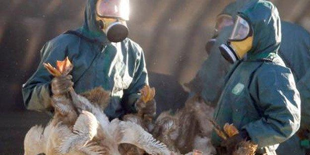 Avrupa ülkesinde kuş gribi paniği: Binlerce hayvan itlaf edilecek