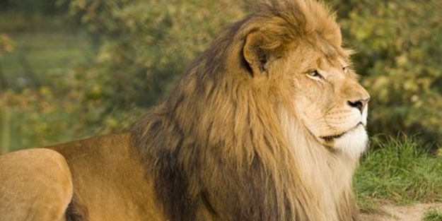 Avrupa ülkesindeki aslanlarda koronavirüs tespit edildi