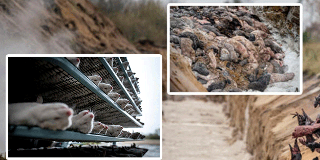 Avrupa ülkesinden dehşete düşüren kareler! Resmen başladılar