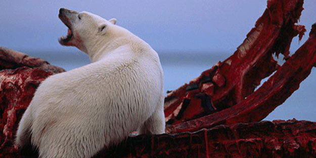 Avrupa ülkesinden tepki çeken karar! ‘Onları vurabiliriz’