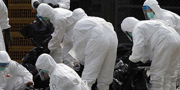 Avrupa'da H5N8 kâbusu!