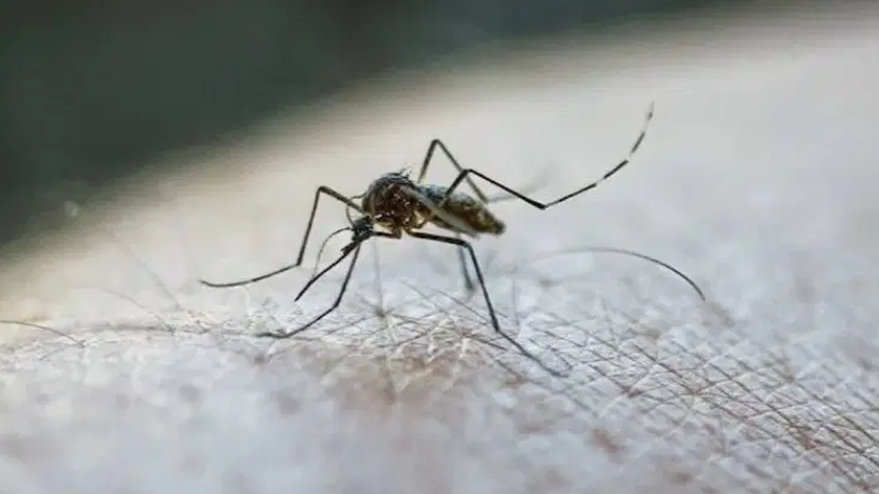 Avrupa'da sivrisinek alarmı! Ölüm saçıyor!