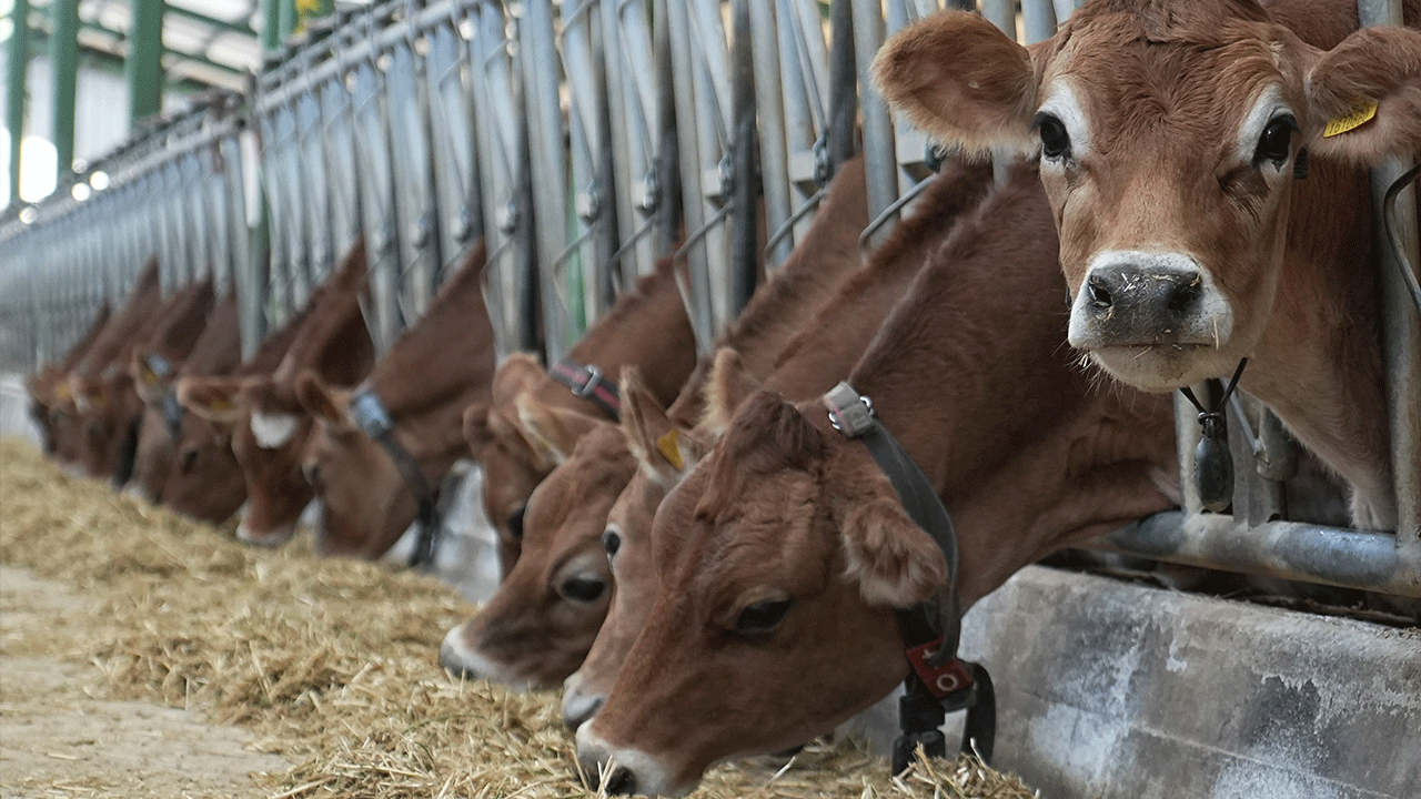 Avrupa'da yayılan 'mavi dil' hastalığı Türkiye'yi etkiledi! İthalat durduruldu