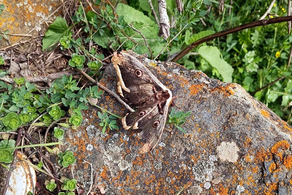 Avrupa'nın en büyüğü Türkiye'de görüldü