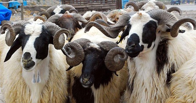 Avrupa'nın en büyük canlı hayvan borsası Erzurum'a kurulacak