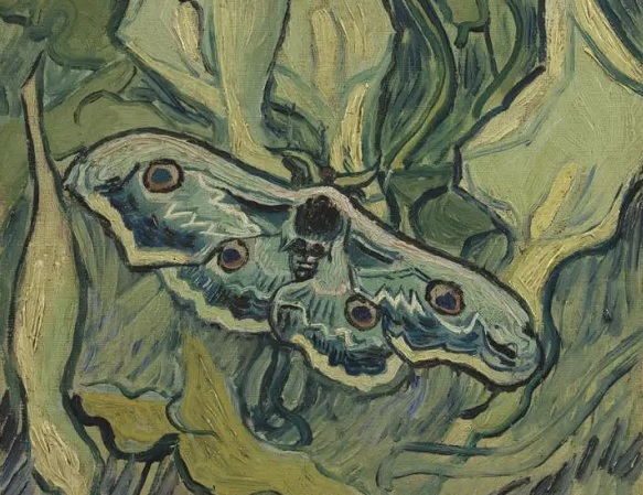 Avrupa'nın en büyük kelebeği! Van Gogh'un eserindeki kelebek Türkiye'de görüldü