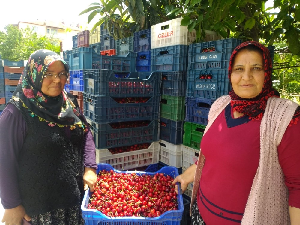 Avrupa’nın kirazı Selendi’den 