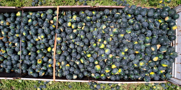 Avrupa’ya damga vurdu! Adana’dan yola çıktı