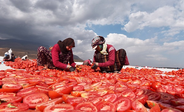 Avrupa'ya domates o ilimizden gidiyor