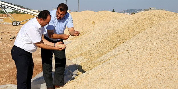 Avrupa'ya Türk nohutu