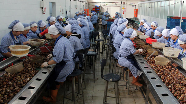 Avrupa'ya yılda 1500 ton salyangoz ihracı yapıldı