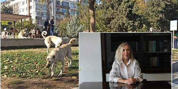 Avukat açıkladı: 'Başıboş köpeklerden dolayı her yaşanan olaydan belediyeler sorumludur!'