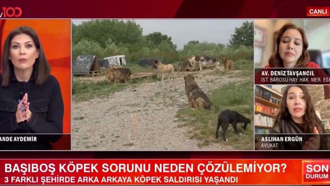 Avukat Aslıhan Ercan’ın ‘köpek terörü’ sözleri sosyal medyayı salladı