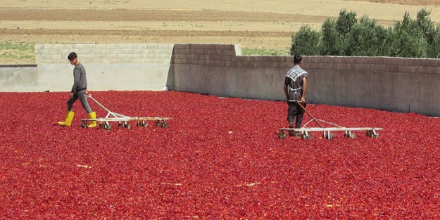 Avukatlığı bıraktı, biber işleme tesisi kurdu