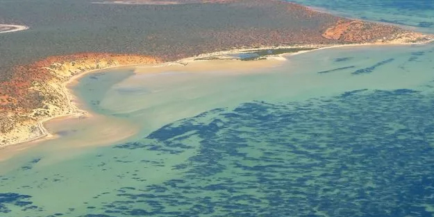 Avustralya kıyılarında dünyanın en büyük bitkisi keşfedildi: 20 bin futbol sahası büyüklüğünde