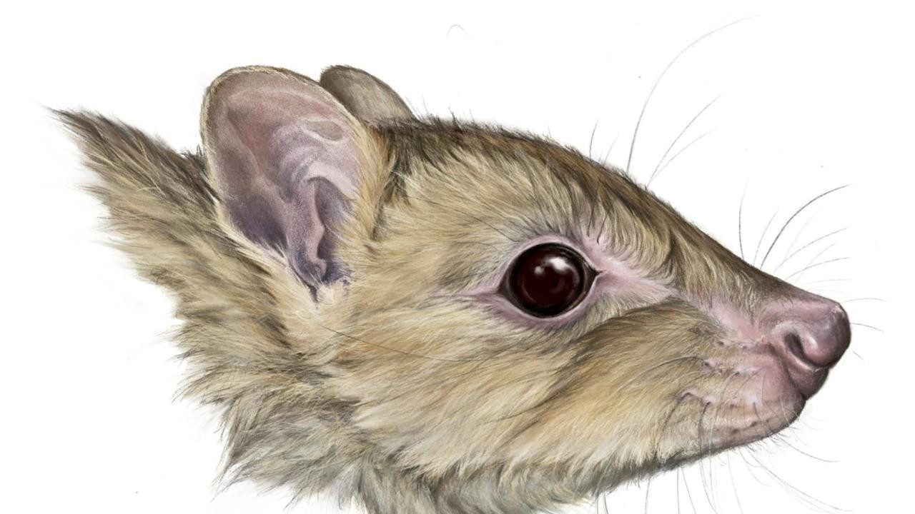 Avustralya ülkesi duyurdu: Keseli hayvan bulundu, nesli çoktan tükenmiş olabilir... Böyle görüntülendi