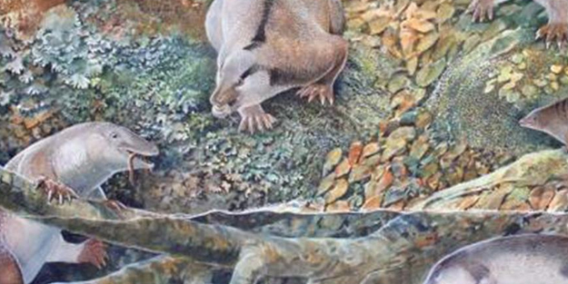 Avustralya'da tek delikliler takımına ait yeni türler bulundu!